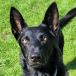 Schäferhund Cobu, 01/2020, 62cm, 24635 Daldorf