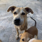 Mischling Delfina, ca. 08.2018, ca. 34 cm