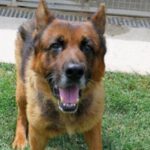 Schäferhund Dexter, 07/2014, ca. 65 cm