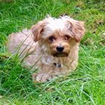 Malteser Dora, 07/2017, ca. 30 cm, 23845 Seth