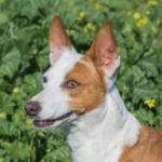 Podenco Mischling Doris, 11/2018, ca. 48 cm