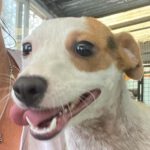 Bodeguero Edgar, 02/2023, Endgröße: ca. 40 cm