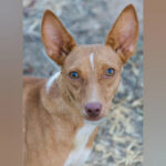 Podenco Espe, 01.12.2021, 40 cm