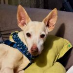 Podenco Maneto Ethel, 11/2017, ca. 30 cm, 13507 Berlin