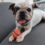 Franz. Bulldogge Mischling Fiona, 51373 Leverkusen