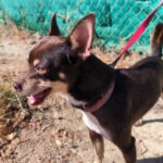 Rehpinscher Bodeguero Mischling Flipi, ca. 25 cm, 15.10.2022