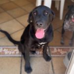 Labrador Mischling Fofito, 05/2023, Endgröße ca. 61 cm