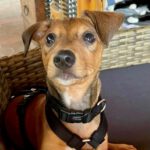 Bodeguero-Pinscher Mischling Frieder, 04/2023, Endgröße ca. 40 cm,49770 Herzlake