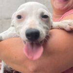 Bodeguero Mischling Fuchur, 05/2023, Endgröße ca. 40 cm