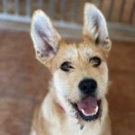 Mischling Gilda, 04/2020, ca. 50 cm