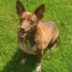 Podenco Maneto Honey, 05/2016, ca. 30 cm, 88422 Kanzach