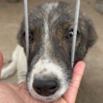 Mischling Hoppla, 03/2023, Endgröße ca. 30-35 cm