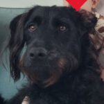 Wasserhund Mischling Jojo, 01/2022, ca. 50 cm, 65468 Trebur