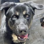 Mischling Kaiser, 03/2022, ca. 65 cm