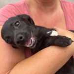 Mischling Kiwi, 05/2023, Endgröße: ca. 40 cm