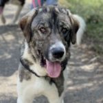 Mastin Lenon, 12/2021, ca. 75 cm