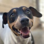 Bodeguero Leroy, 02/2022, Endgröße ca. 40 cm