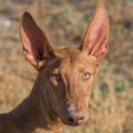 Podenco Levante, 01/2023, ca. 57 cm