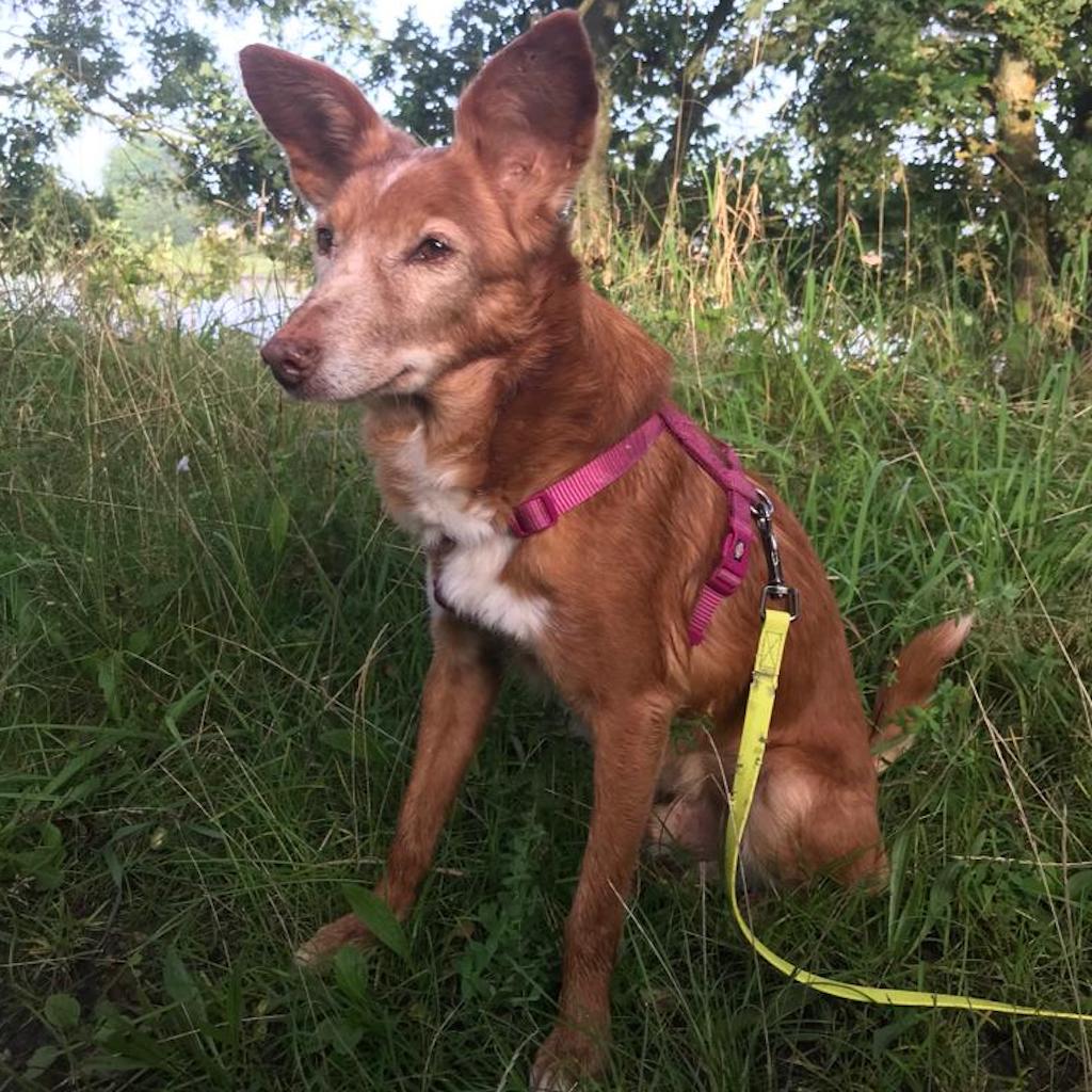 Podenco Lolo, 02/2011