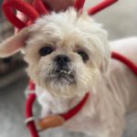 Shi-Tzu Maike, 10/2021, ca. 30 cm