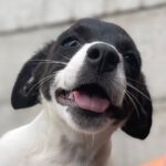 Bodeguero Mara, 05/2023, Endgröße: ca. 40 cm