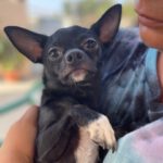 Chihuahua Matako, 02/2023, ca. 30 cm