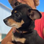 Pinscher Moco, 02/2023, ca. 25 cm