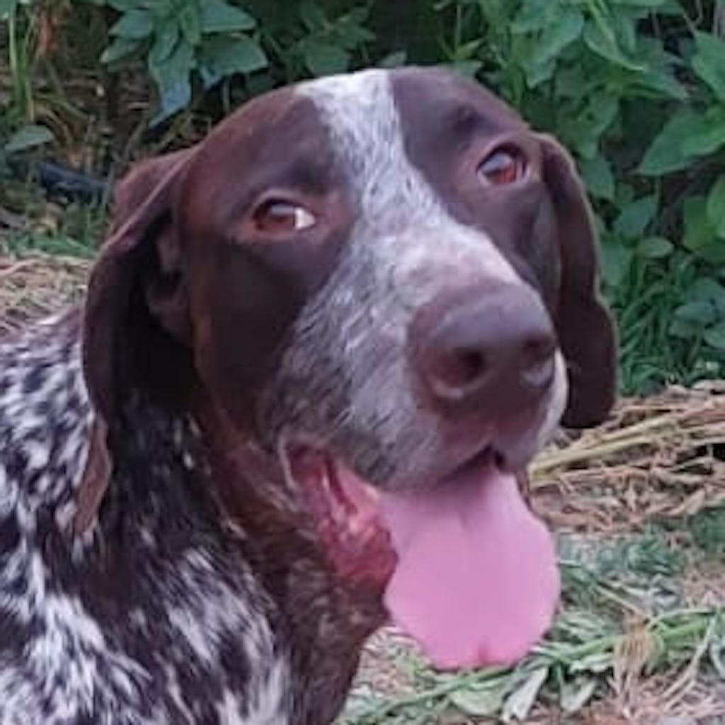 Deutsch Kurzhaar Otto hat ein Zuhause gefunden! SALVA Hundehilfe e.V.