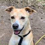 Mischling Pamela, 01/2017, ca. 60 cm, 21266 Jesteburg