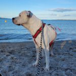 Dogo Argentino Mischling Pampas, 04/2017, 56 cm, 73642 Welzheim