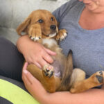 Mischling Paula, ca. 04.2023, ca. 55 – 60 cm