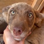 Mischling Pema, 03/2023, Endgröße ca. 35-40 cm