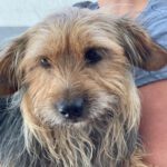 Yorkshire Terrier Mischling Pepe, 08/2016, ca. 30 cm