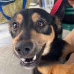 Pinscher Mischling Pepper, 03/2022, ca. 40 cm