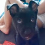 Malinois Mischling Ravioli, 03/2023, Endgröße ca. 65 cm