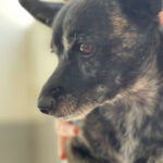 Mischling Reina, 1.11.2017, ca. 35 cm