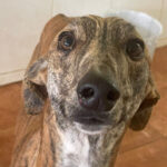 Galgo Remo, 02.2021, ca. 70 cm