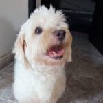 Malteser Saladita, 01/2017, ca. 28 cm