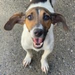 Beagle-Bodeguero-Mischling Samy, 08/2021, ca. 35 cm