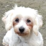 Malteser Sasha, 08/2016, ca. 25 cm, 61197 Florstadt