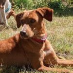 Podenco Mischling Sienna, 09/2022, ca. 45 cm, 04808 Wurzen