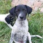 Bretone Mischling Simon, ca. 04.2023, ca. 45 cm