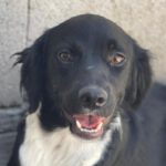 Mischling Valentina, 10/2022, ca. 42 cm