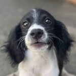 Mischling Vincent, 04/2023, Endgröße ca. 40 cm