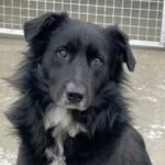 Border Collie Yang, 12/2020, ca. 55 cm