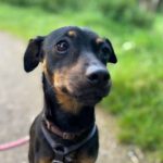 Pinscher Agnes, 06/2018, ca. 35 cm,51375 Leverkusen