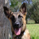 Malinois Mischling Alcala, 03/2023, Endgröße ca. 65 cm