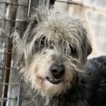 Mischling Anastasio, 02/2018, ca. 48 cm