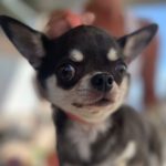 Chihuahua Avatar, 04/2022, ca. 20 cm