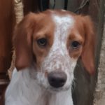 Epagneul Breton Billy, 01/2023, Endgröße ca. 47 cm